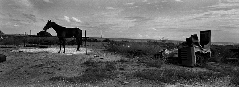 021 Horse by the Sea Palermo Giacomo DAguanno